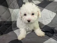 Einstein Teacup poodle, a male Poodle - Toy  for sale in Morris, MN – 2 of 7