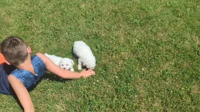 Adeline Teacup poodle, a female Poodle - Toy  for sale in Morris, MN – 6 of 7