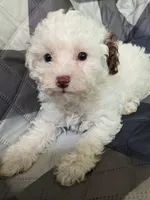 Adeline Teacup poodle, a female Poodle - Toy  for sale in Morris, MN – 2 of 7