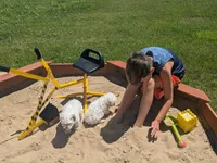 Einstein Teacup poodle, a male Poodle - Toy  for sale in Morris, MN – 6 of 7