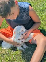 Einstein Teacup poodle, a male Poodle - Toy  for sale in Morris, MN – 4 of 7