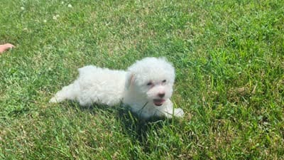 Einstein Teacup poodle, a male Poodle - Toy  for sale in Morris, MN – 5 of 7