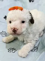 Adeline Teacup poodle, a female Poodle - Toy  for sale in Morris, MN – 3 of 7