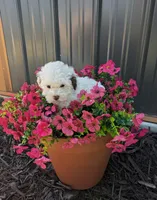 Adeline Teacup poodle, a female Poodle - Toy  for sale in Morris, MN – 1 of 7