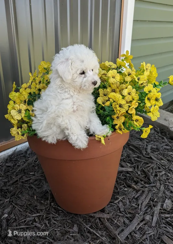 Einstein Teacup poodle – Poodle - Toy  puppy for sale in Morris, MN