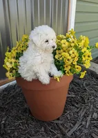 Einstein Teacup poodle, a male Poodle - Toy  for sale in Morris, MN – 1 of 7