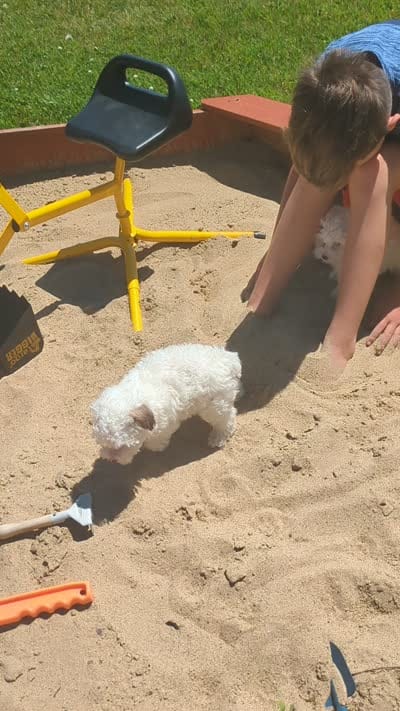 Adeline Teacup poodle, a female Poodle - Toy  for sale in Morris, MN – 7 of 7