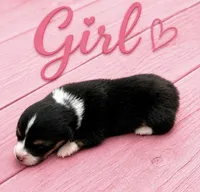 Girl , a female Pembroke Welsh Corgi for sale in Gainesville, TX – 1 of 2