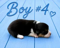Boy #4, a male Pembroke Welsh Corgi for sale in Gainesville, TX – 1 of 2