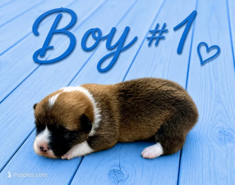 Boy #1 – Pembroke Welsh Corgi puppy for sale in Gainesville, TX