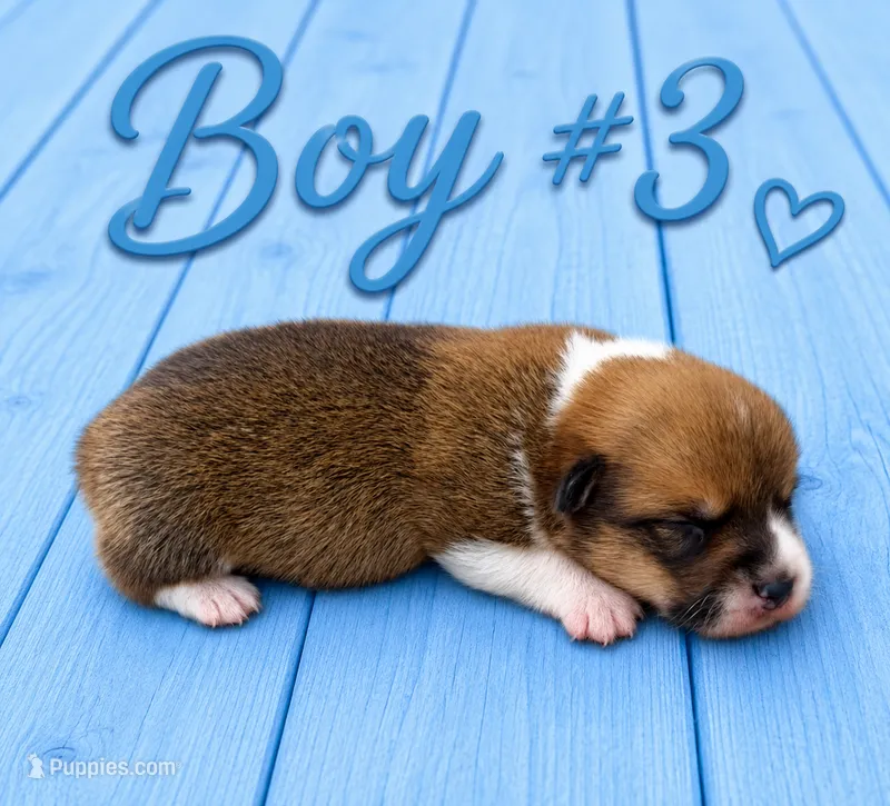 Boy #3 – Pembroke Welsh Corgi puppy for sale in Gainesville, TX