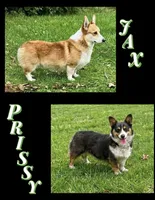 Boy #4, a male Pembroke Welsh Corgi for sale in Gainesville, TX – 2 of 2