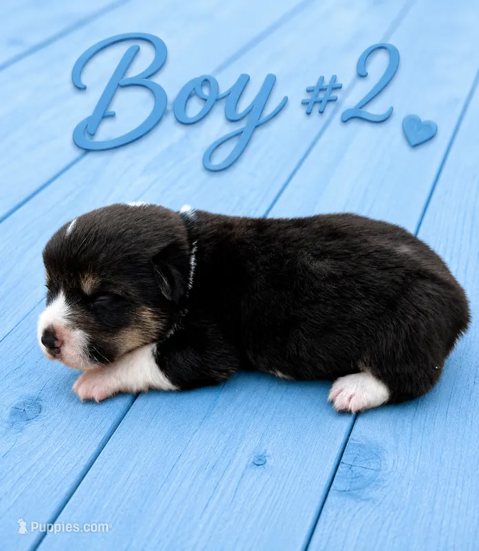 Boy #2 – Pembroke Welsh Corgi puppy for sale in Gainesville, TX