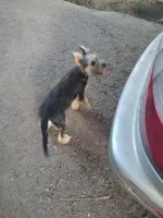 Wolfy, a male Irish Wolfhound for sale in Orland, CA – Photo 4 of 4