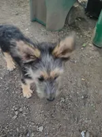 Wolfy, a male Irish Wolfhound for sale in Orland, CA – Photo 3 of 4