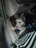 Wolfy, a male Irish Wolfhound for sale in Orland, CA – Photo 2 of 4