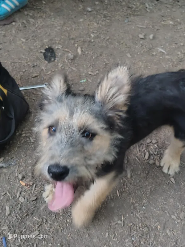 Wolfy – Irish Wolfhound puppy for sale in Orland, CA