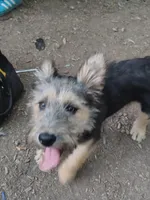 Wolfy, a male Irish Wolfhound for sale in Orland, CA – Photo 1 of 4
