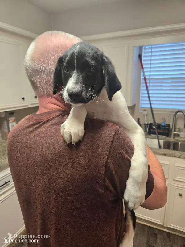 Woodstock – Australian Cattle Dog, Labrador Retriever puppy for sale in Spring, TX
