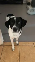 Linus, a male Australian Cattle Dog and Labrador Retriever for sale in Spring, TX – 4 of 4