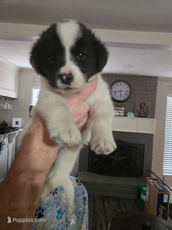 Pink – Australian Cattle Dog, Labrador Retriever puppy for sale in Spring, TX