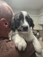 Linus, a male Australian Cattle Dog and Labrador Retriever for sale in Spring, TX – 2 of 4