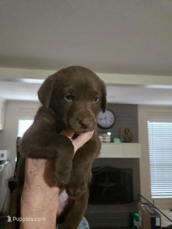 Teal – Australian Cattle Dog, Labrador Retriever puppy for sale in Spring, TX