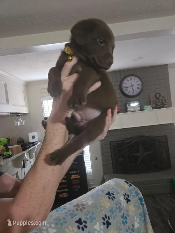 Brownie – Australian Cattle Dog, Labrador Retriever puppy for sale in Spring, TX