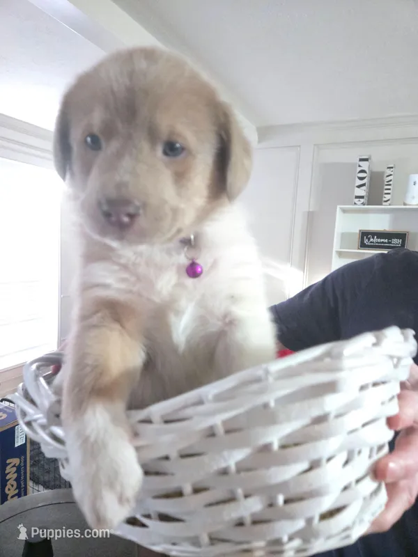 Red – Australian Cattle Dog, Labrador Retriever puppy for sale in Spring, TX