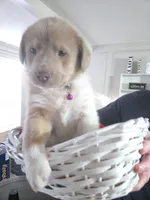 Red, a female Australian Cattle Dog and Labrador Retriever for sale in Spring, TX – Photo 1 of 3