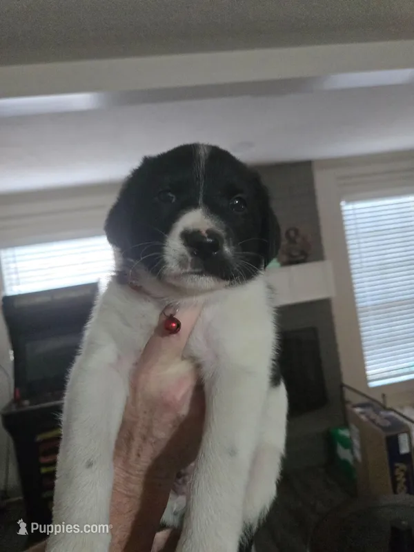 Blue – Australian Cattle Dog, Labrador Retriever puppy for sale in Spring, TX