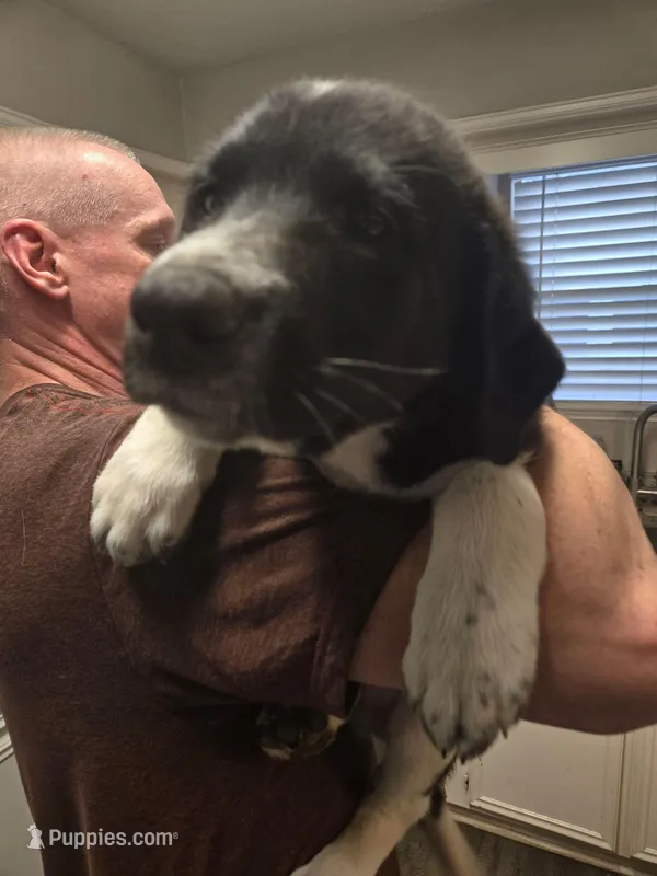 Snoopy – Australian Cattle Dog, Labrador Retriever puppy for sale in Spring, TX