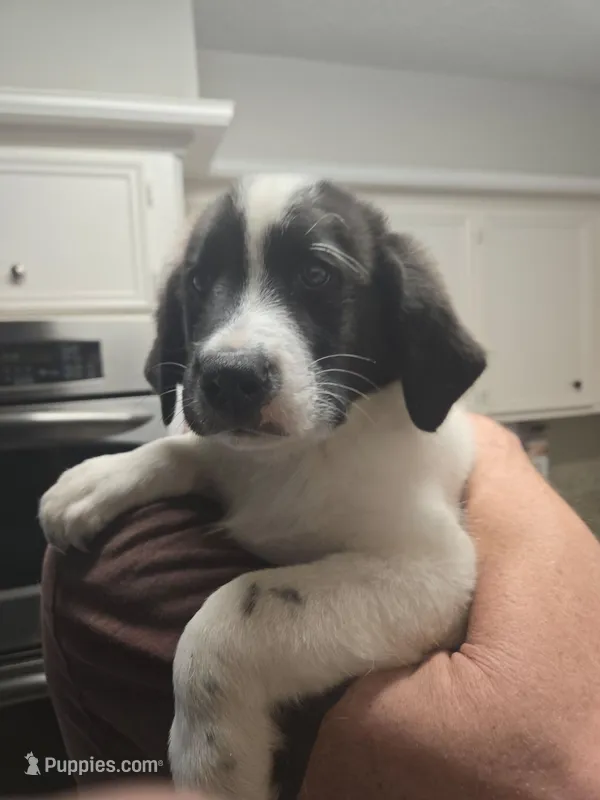 Linus, a male Australian Cattle Dog and Labrador Retriever for sale in Spring, TX – 1 of 4