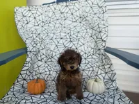 Coco, a male Poodle - Miniature  for sale in Silver Spring, MD – 1 of 1