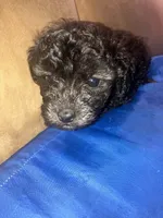 Midnight, a male Poodle - Toy  for sale in Bastrop, TX – 2 of 5