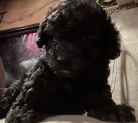 Midnight, a male Poodle - Toy  for sale in Bastrop, TX – 3 of 6