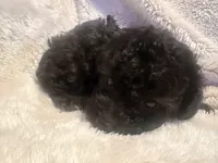 Midnight, a male Poodle - Toy  for sale in Bastrop, TX – 4 of 9