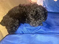 Midnight, a male Poodle - Toy  for sale in Bastrop, TX – 1 of 5
