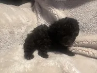 Midnight, a male Poodle - Toy  for sale in Bastrop, TX – 5 of 9
