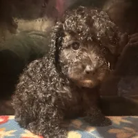 Midnight, a male Poodle - Toy  for sale in Bastrop, TX – 1 of 9