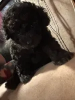 Midnight, a male Poodle - Toy  for sale in Bastrop, TX – 3 of 9