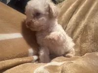 Pierre, a male Poodle - Toy  for sale in Bastrop, TX – 3 of 5