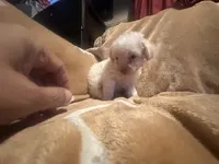 Pierre, a male Poodle - Toy  for sale in Bastrop, TX – 1 of 5