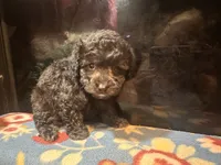 Midnight, a male Poodle - Toy  for sale in Bastrop, TX – 8 of 9