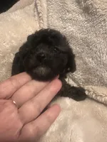 Midnight, a male Poodle - Toy  for sale in Bastrop, TX – 4 of 6
