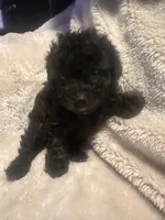 Midnight, a male Poodle - Toy  for sale in Bastrop, TX – 5 of 6