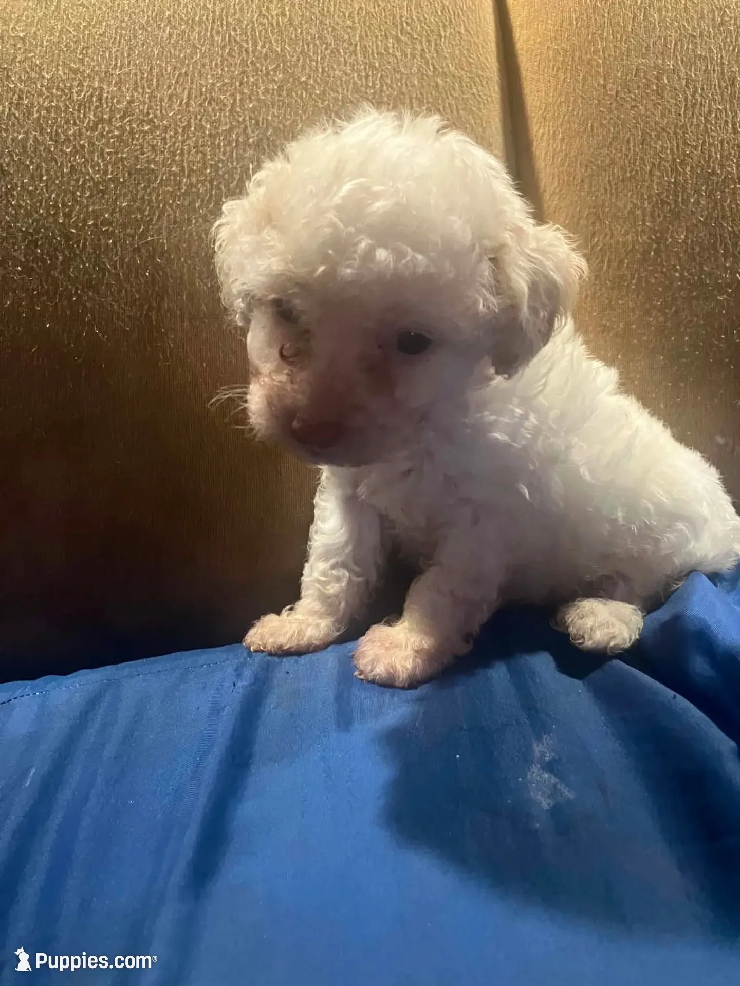 Pierre, a male Poodle - Toy  for sale in Bastrop, TX – 5 of 5