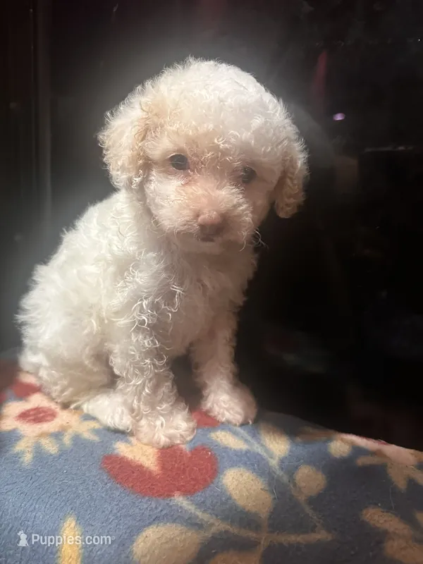 Pierre – Poodle - Toy  puppy for sale in Bastrop, TX