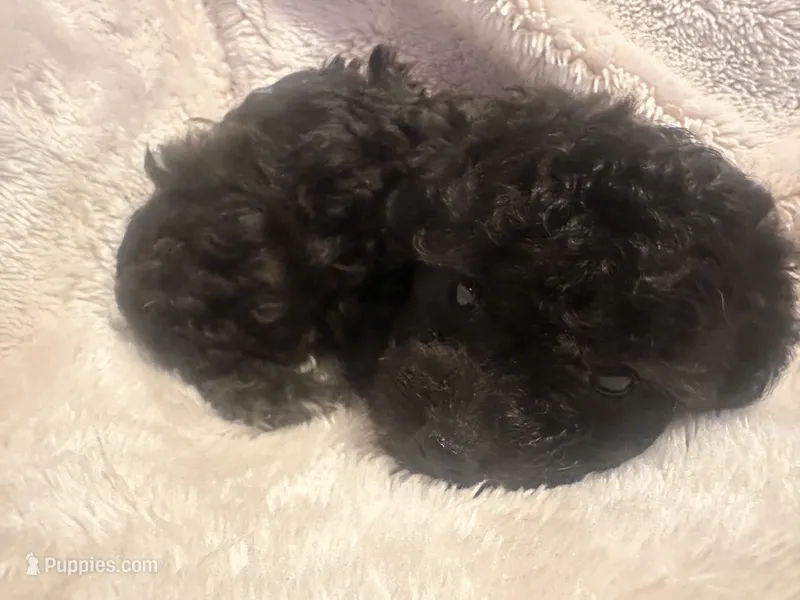 Midnight – Poodle - Toy  puppy for sale in Bastrop, TX