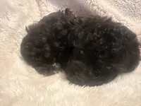 Midnight, a male Poodle - Toy  for sale in Bastrop, TX – 5 of 5